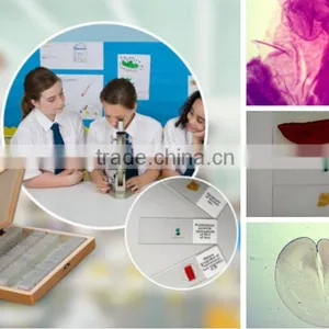 Chick Embryo Prepared Slides thumbnail-1
