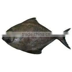GRADE A Whole Round Frozen Golden/Black/silver Pomfret Fish thumbnail-2