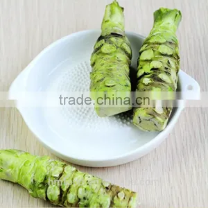 Competitive Price Fresh Horseradish thumbnail-1