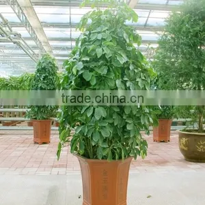 Evergreen Foliage Outdoor Landscaping Decorative Ornamental Plants Schefflera Octophylla (Lour.) Harms thumbnail-5