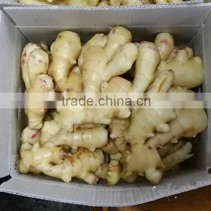 2016 New Crop Fresh Ginger at Cheap Price thumbnail-2
