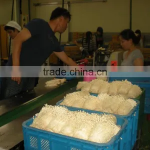 Cotton Gin Motes thumbnail-6