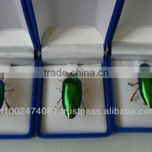 Beetle Wings 2014 Hot Sale Beetle Wings Brooches thumbnail-1