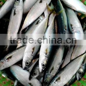 Frozen WR Pacific Mackerel thumbnail-2