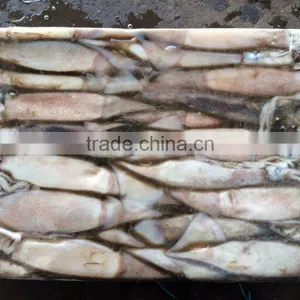 Natural Sea Frozen Illex Squid thumbnail-1