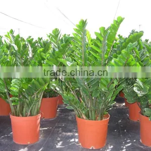 Zamioculcas Zamiifolia thumbnail-4