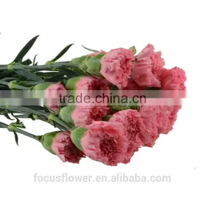 Multi-colored Wholesale Carnation Heads for Love, Anniversary thumbnail-2