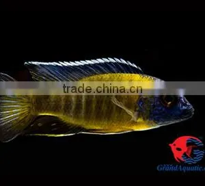 Malawi Cichlid Fish Farm and Exporter thumbnail-2