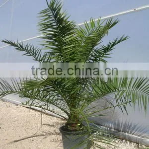 Phoenix Canariensis From 80/100 in 5 Liters Pot thumbnail-1