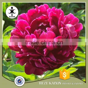 MY TEST Herbaceous Peony Plant Root thumbnail-2