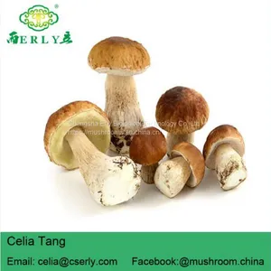 Porcini Porcino Slices Dried Mushrooms thumbnail-5