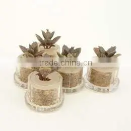 Pet Plant, Mini Plant, Miniplant thumbnail-1