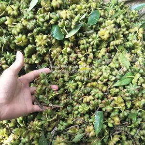 Star Anise Seed Oil Anise Oil Nature Essential Anise Oil Pharmaceutical Grade Food Grade thumbnail-3