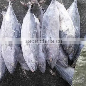 Competitive Price and High Quality Belted Bonito and Sarda Orientalis thumbnail-5