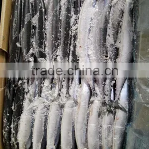 100 Gram Pacific Saury Cololabis Saira thumbnail-1