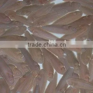 Tongue Sole Fish thumbnail-1