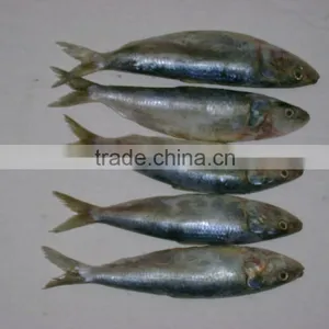 Frozen Sardine Fish thumbnail-1