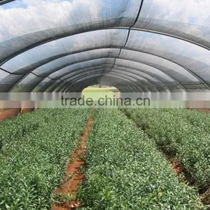 30% Agriculture HDPE Tape Shading Net , Cheap Netting thumbnail-5