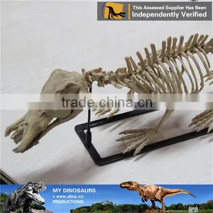 MY Dino-A12 Museum Quality Artificial Prehistoric Animal Fossil Replica thumbnail-2