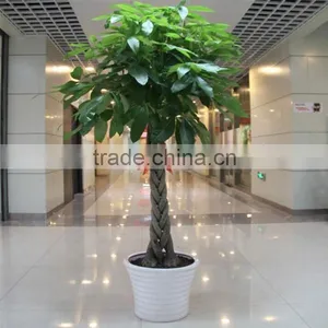 Pachira Macrocarpa Mini Money Tree thumbnail-4