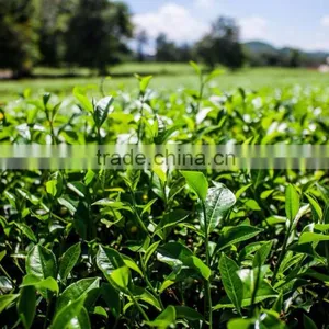 Reasonable Price Special Green Tea SP thumbnail-4