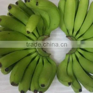 Hoang Kim Viet Nam Fresh Banana thumbnail-1