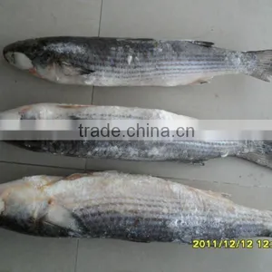 Frozen Grey Mullet Fish Whole Round thumbnail-1