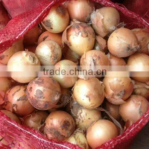 Fresh Onion Export to Dubai thumbnail-2