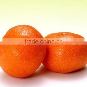 Fresh Citrus Fruit Baby Mandarin thumbnail-1