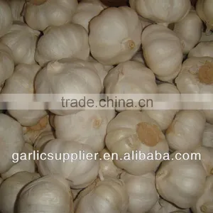 WHOLESALE GARLIC thumbnail-1