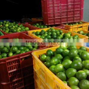 Vietnam Fresh Seedless Lime, Fresh Lemon, Persian Lime thumbnail-2