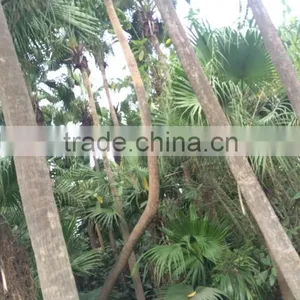 Palm Trees Livistona Chinensis (Jacq.) R. Br thumbnail-6