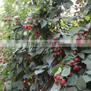 Raspberry Tree Seedling thumbnail-2