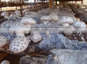 Dried Mushroom,flower Mushroom,dried Brown and White Flower Mushroom thumbnail-4