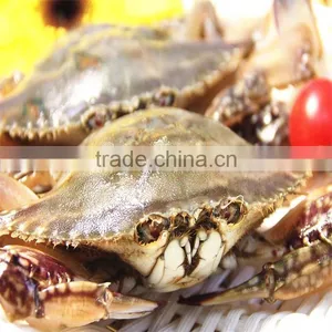 Dandong Frozen Blue Swimming Crab With Factory Price thumbnail-1