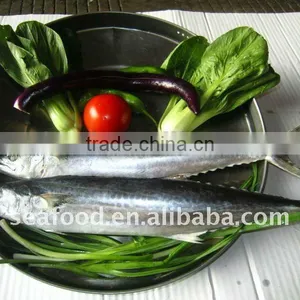 Good Quality Frozen Spanish Mackerel thumbnail-1
