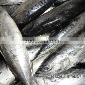 Frozen Bonito Seafood thumbnail-1
