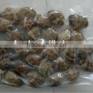Short Necked Clam thumbnail-3