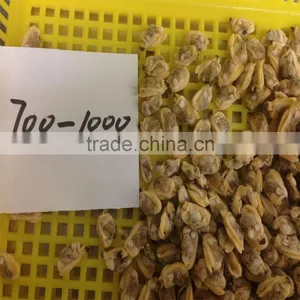 Frozen Boiled Short-necked Clam Meat thumbnail-6