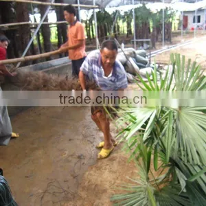 Trachycarpus Fortunei Windmill Palms Packing Leaves thumbnail-1
