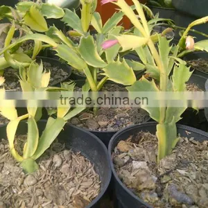 Schlumbergera Variegated Cactus Plant thumbnail-1