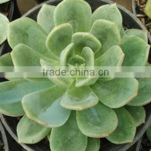 Echeveria Elegan Hybrid, Decorative Plants Echeveria, Succulent Plants, Tropical Plant Succulent thumbnail-1