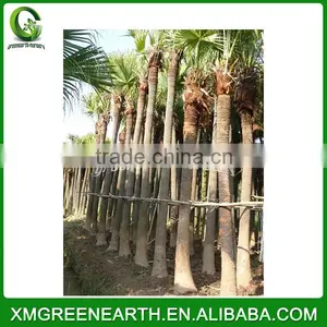 Livistona Chinensis Palms High Trunk (4) thumbnail-1