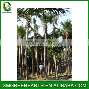 Livistona Chinensis Palms High Trunk (3) thumbnail-1