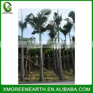 Archontophoenix Alexandrae thumbnail-1