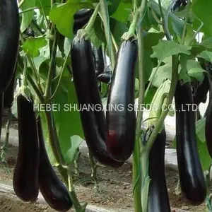 High Yield New-bred Hybrid f1 Eggplant Seeds SXE No.5 thumbnail-2