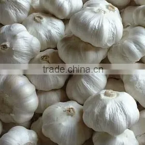 Chinese New Crop Red Garlic thumbnail-1