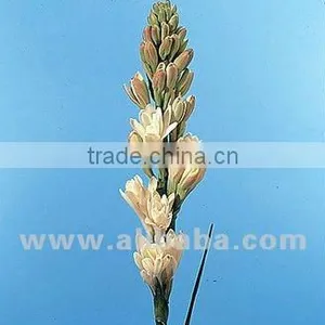 Tuberose thumbnail-1