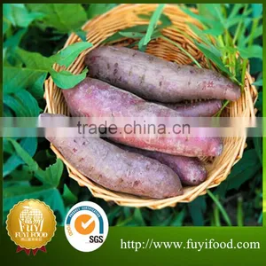 Sweet Potato Wholesale Purple Sweet Potato For Export thumbnail-4