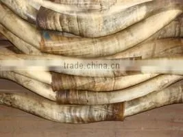 Cow Horns thumbnail-1